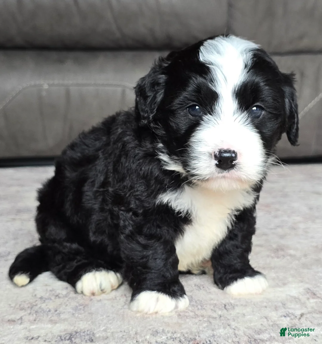 Mini Bernedoodle dogs for sale: Mini Boots - Ad 1