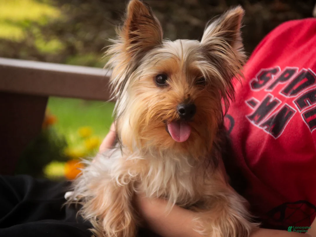 Yorkshire Terrier dogs for sale: Lucy - Ad 1