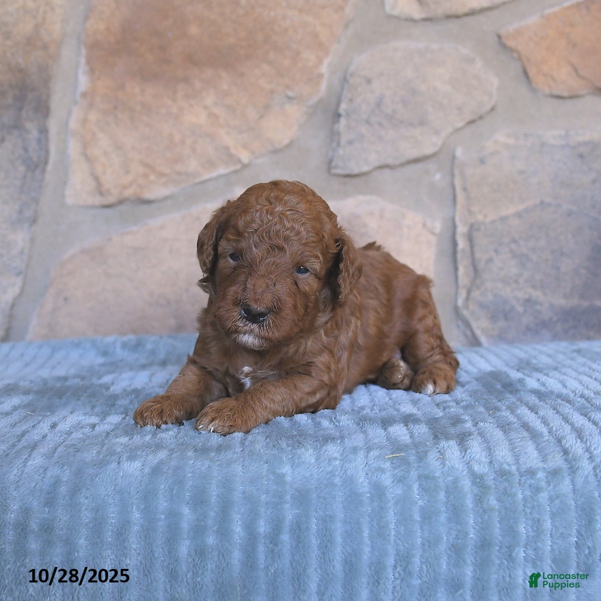 Mini Goldendoodle dogs Jackson - Ad 1