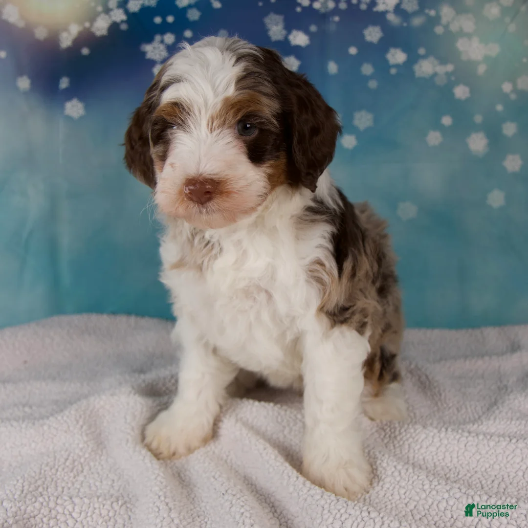 Mini Bernedoodle dogs for sale: Carolyn - Ad 2