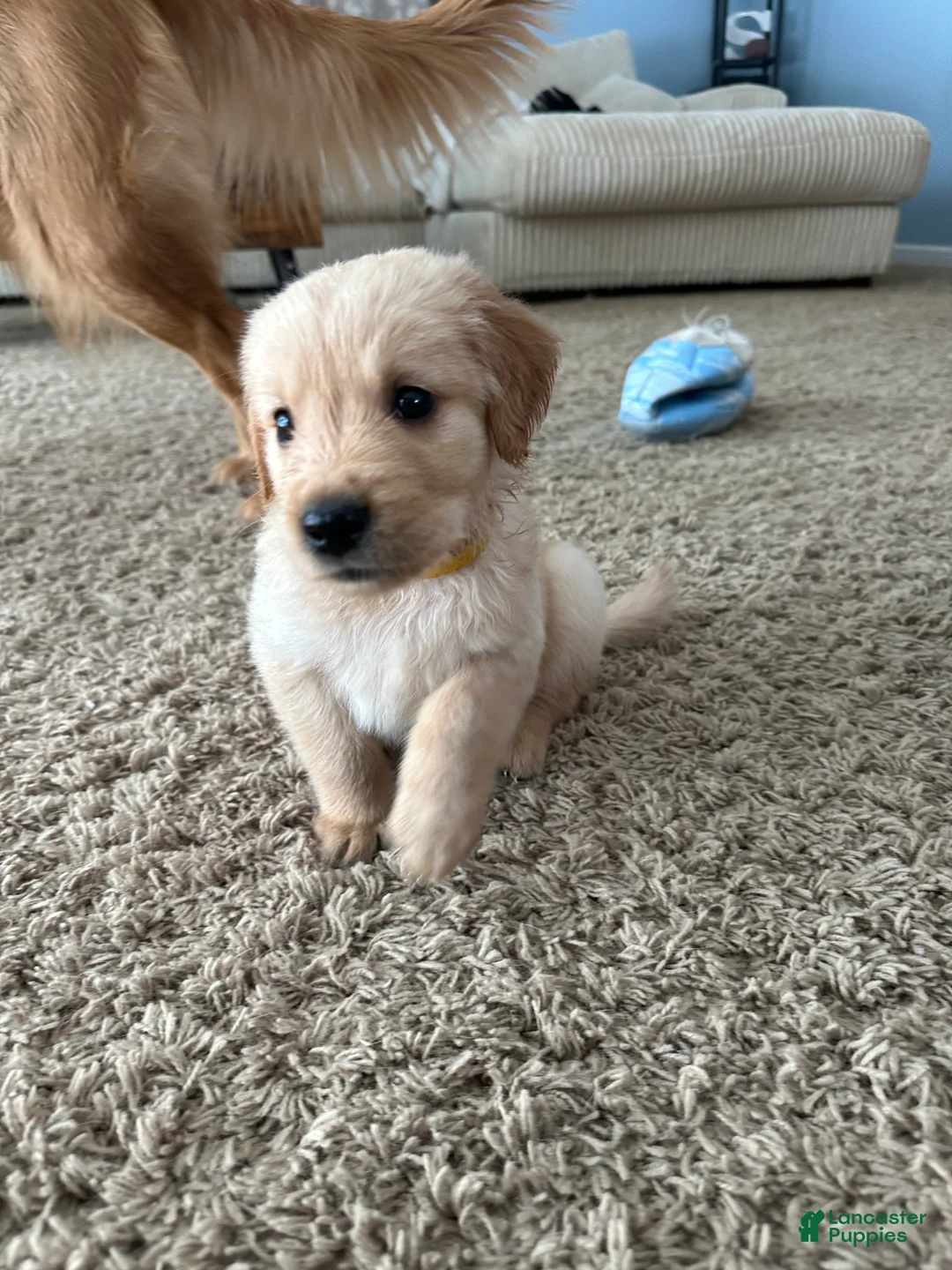 Golden Retriever dogs for sale: Scout - Ad 1