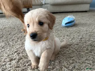 Golden Retriever dogs for sale: Scout - Ad 3