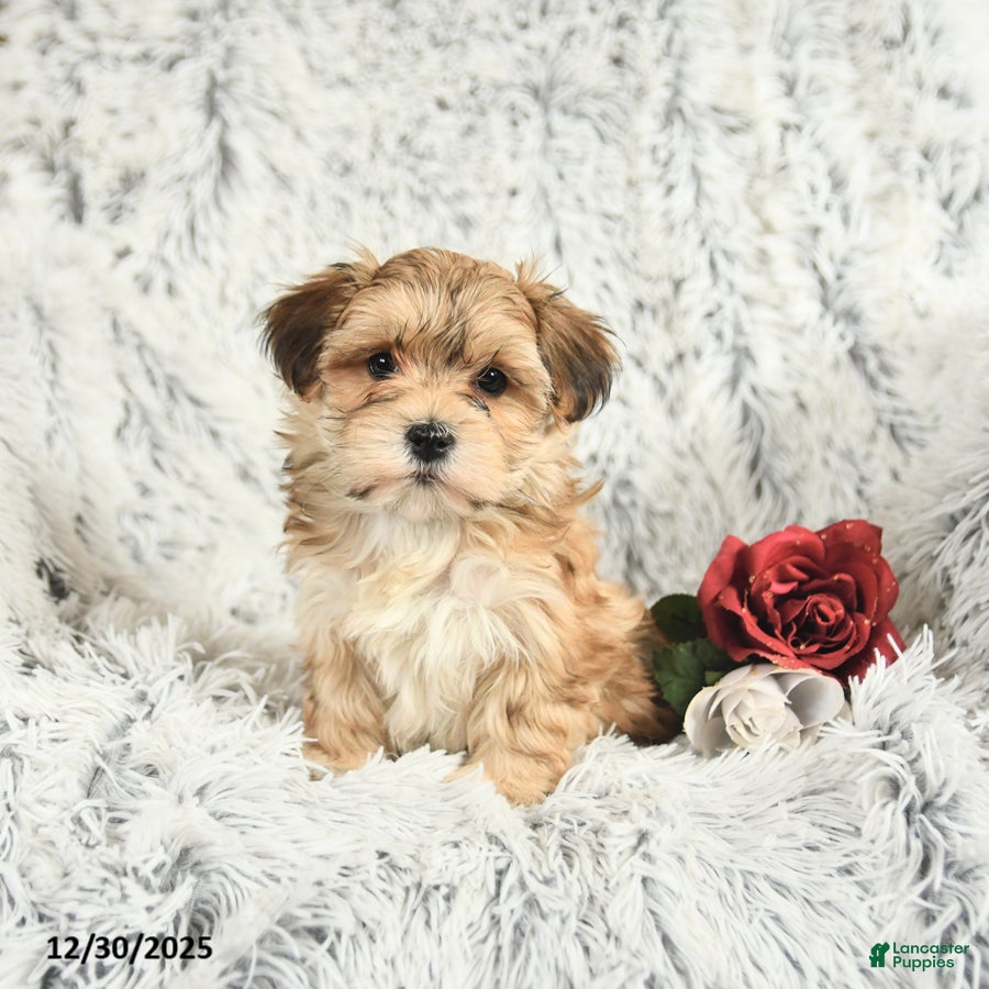 Morkie dogs Barbie - Ad 42