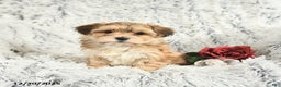 Morkie dogs for sale: Barbie - Ad 1