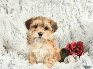 Morkie dogs Barbie - Ad 41