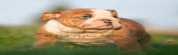 English Bulldog dogs for sale: Mable AKC - Ad 6