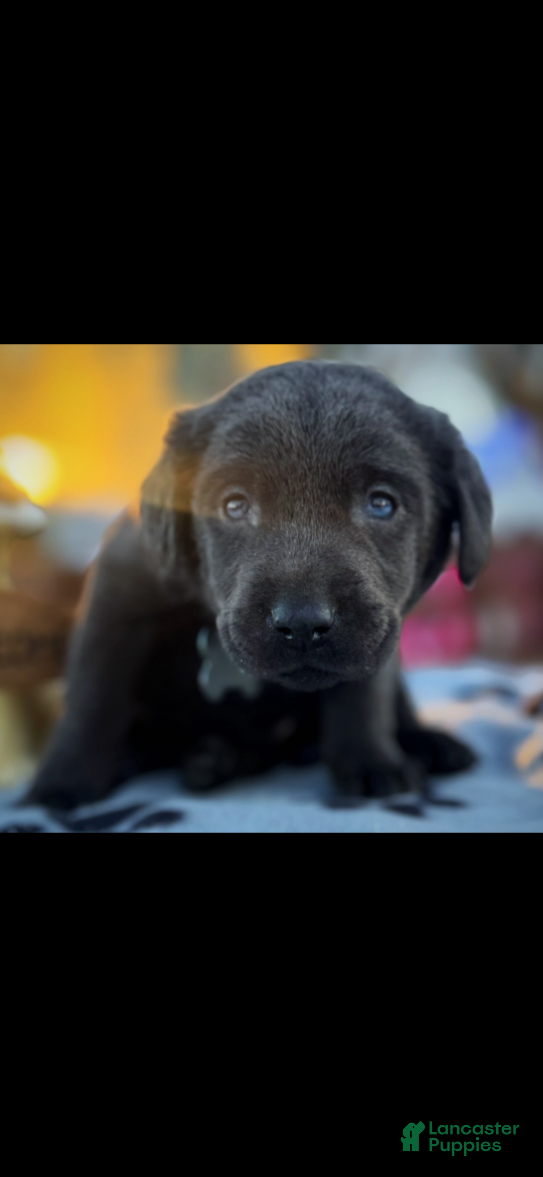 Labrador Retriever dogs for sale: Labrador Retriever Puppy 1 - Ad 4