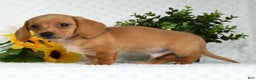 Miniature Dachshund dogs for sale: Toby Short Hair - Ad 7