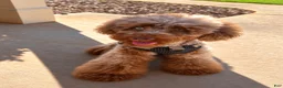 Miniature Poodle dogs for sale: Boy - Ad 3