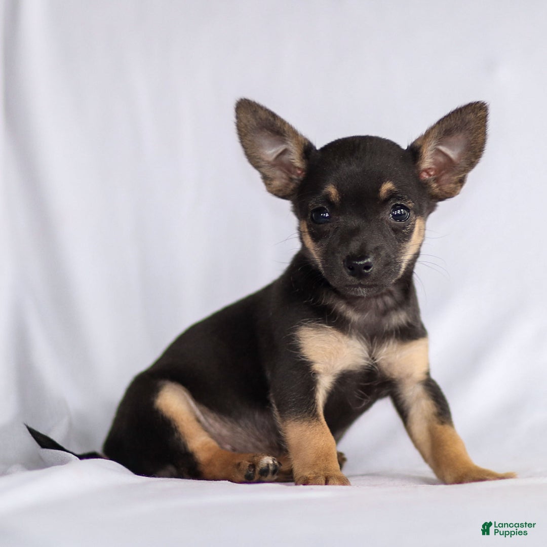 Chihuahua dogs for sale: Preston - Ad 10