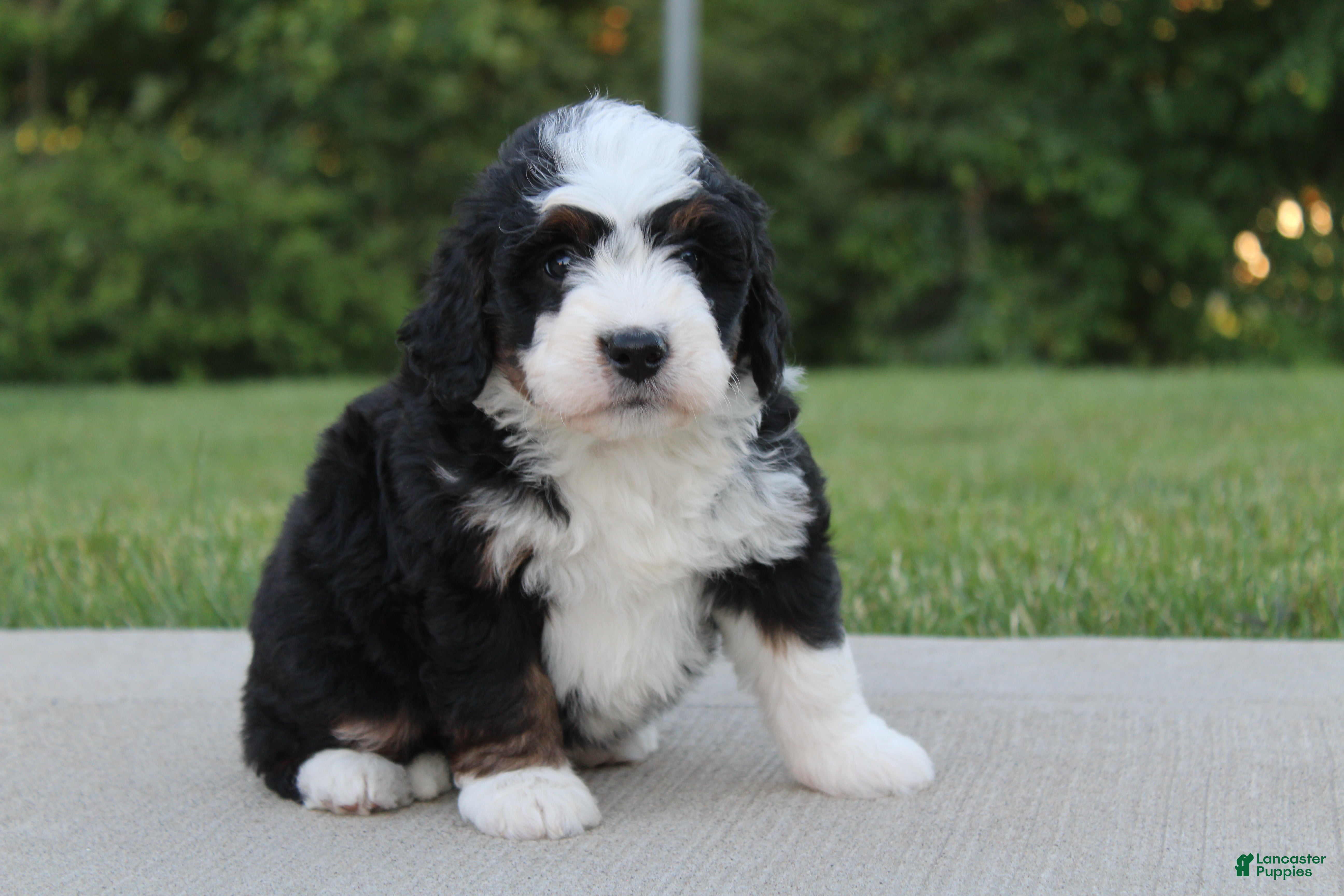 Mini Bernedoodle dogs Hazel - Ad 2
