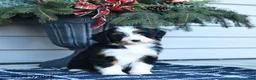Bernedoodle dogs for sale: Melissa - Ad 10