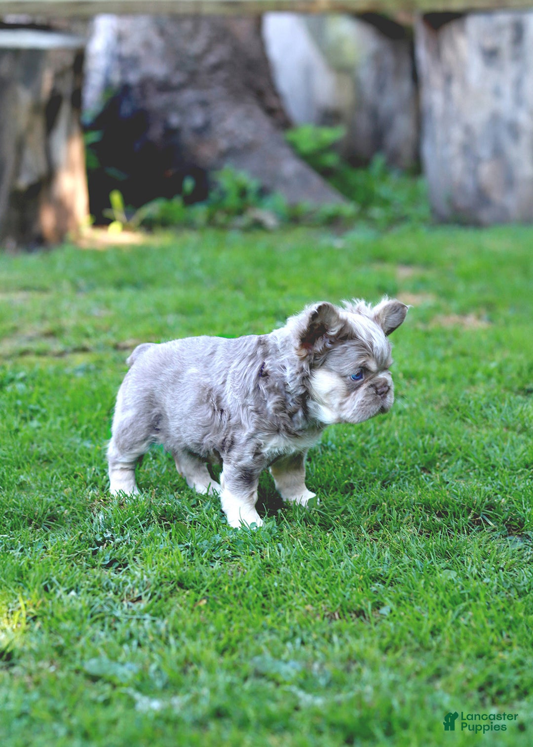 Big Rope French Fluffy Frenchies For Sale ADELE (AKC, Fluffy, Big