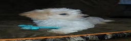 Havapoo dogs for sale: Havapoo 2 - Ad 4