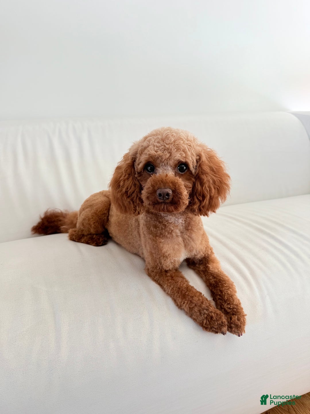 Cavapoo dogs for sale: Ralph  - Ad 5