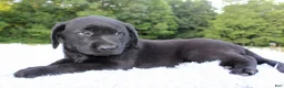 Labrador Retriever dogs for sale: Whinchester - Ad 4