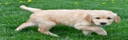 Golden Retriever dogs for sale: Diesel - Ad 8