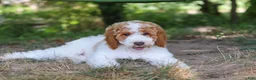 Standard Poodle dogs for sale: Blossom - Ad 4