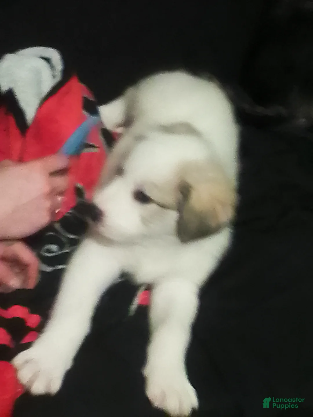 Mixed Breed dogs for sale: Mixed Breed Puppy 1 - Ad 11