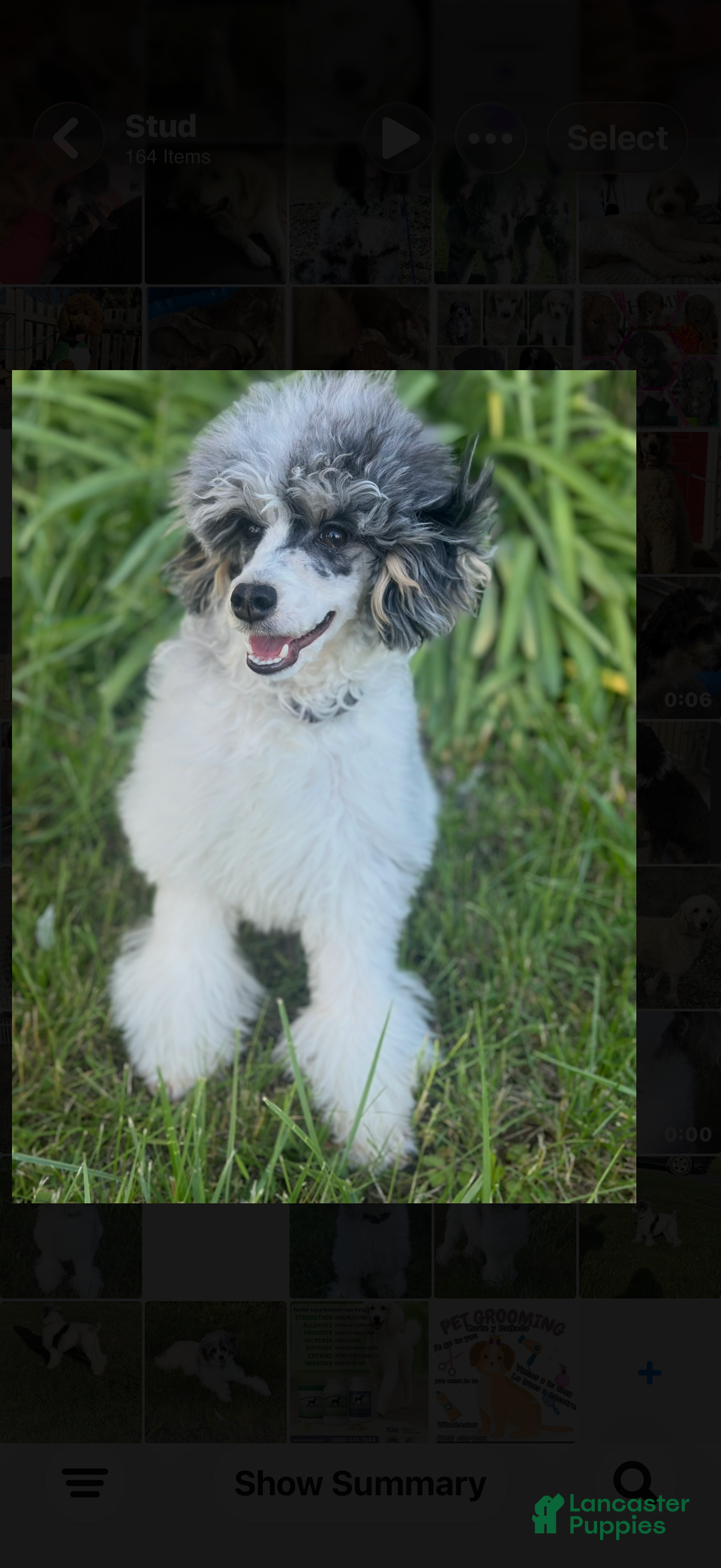 Miniature Poodle dogs for stud: Tri color Merle  - Ad 1