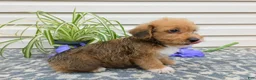 Corgipoo dogs for sale: Lucky  - Ad 5