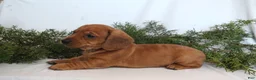 Dachshund dogs for sale: Sugar - Ad 6