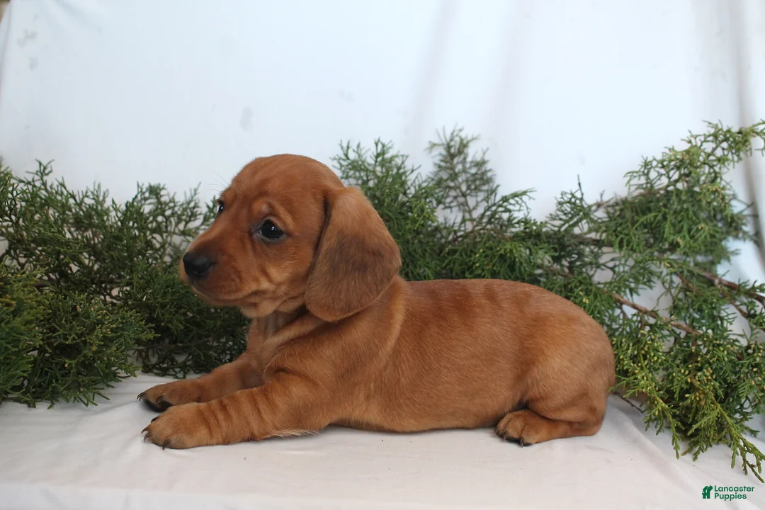 Dachshund dogs for sale: Sugar - Ad 6