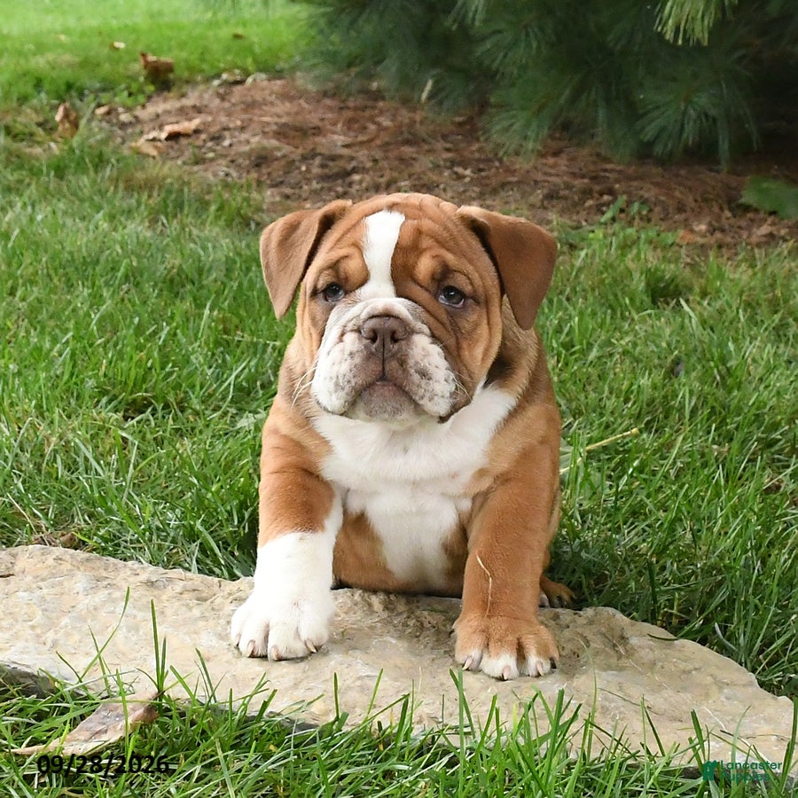 English Bulldog dogs Diamond - Ad 1