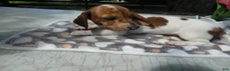 Miniature Dachshund dogs for sale: Miniature Dachshund 2 Penny - Ad 4
