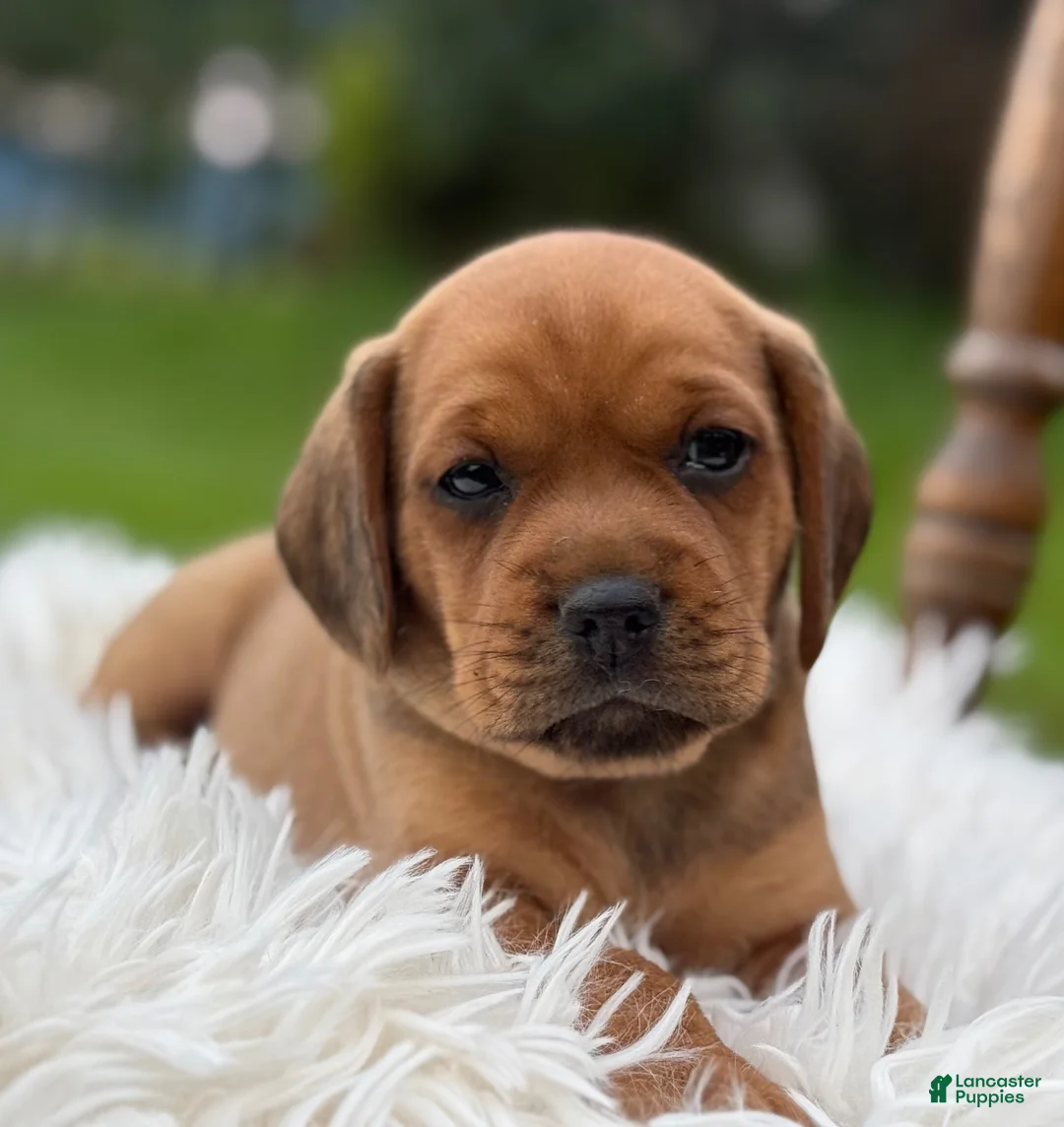 Puggle dogs for sale: Porter - Ad 2