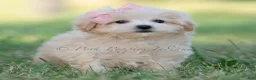 Maltipoo dogs for sale: pippa - Ad 3