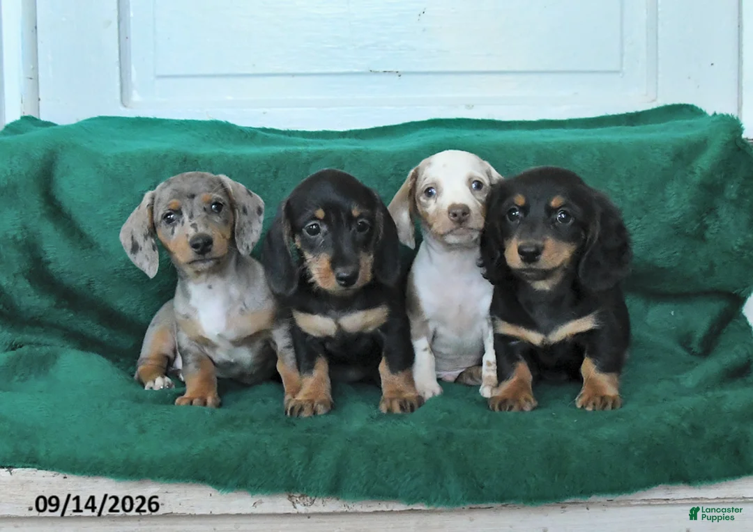 Miniature Dachshund dogs for sale: Rain - Ad 5