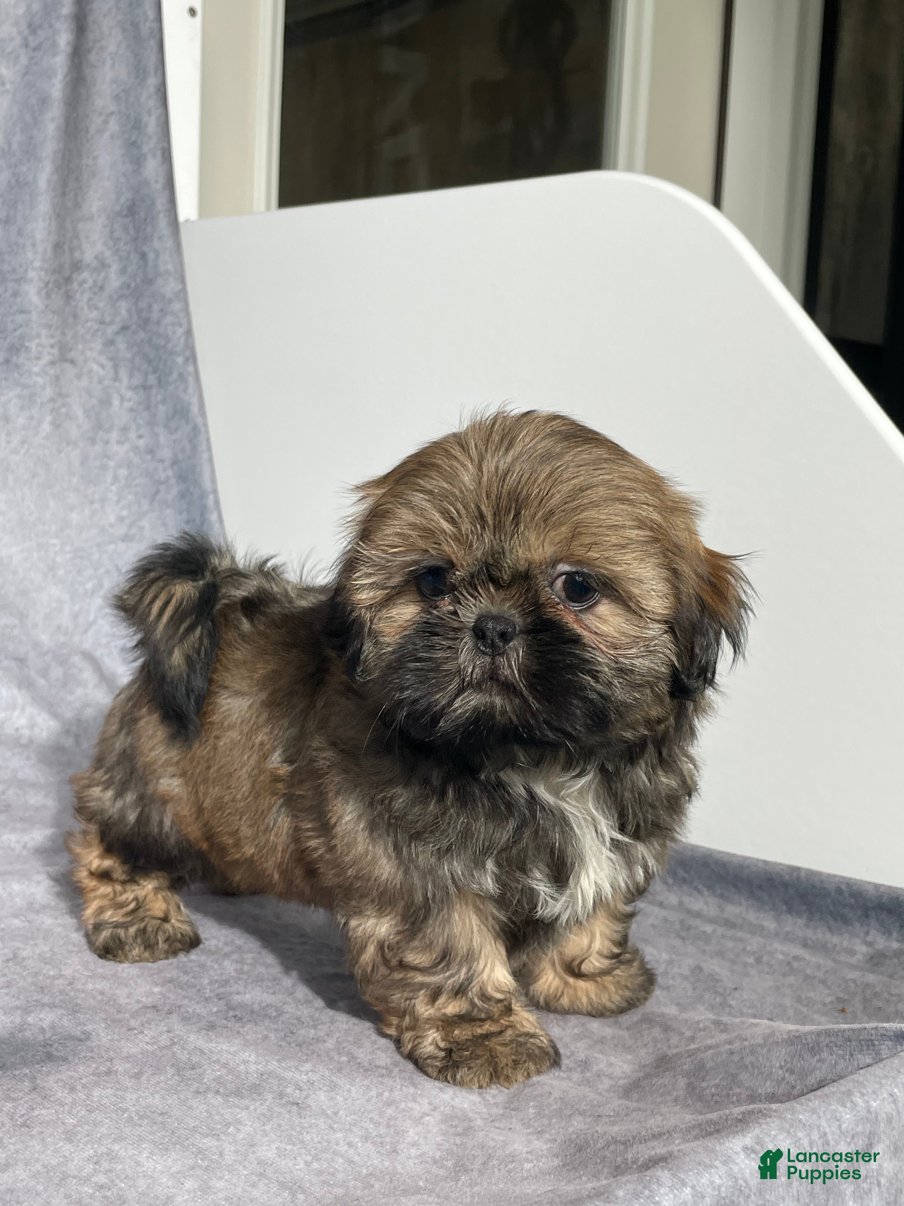 Shih Tzu dogs Theo - Ad 2