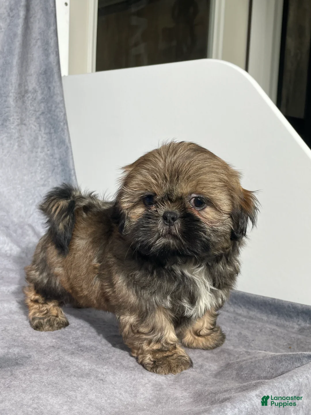 Shih Tzu dogs for sale: Theo - Ad 2