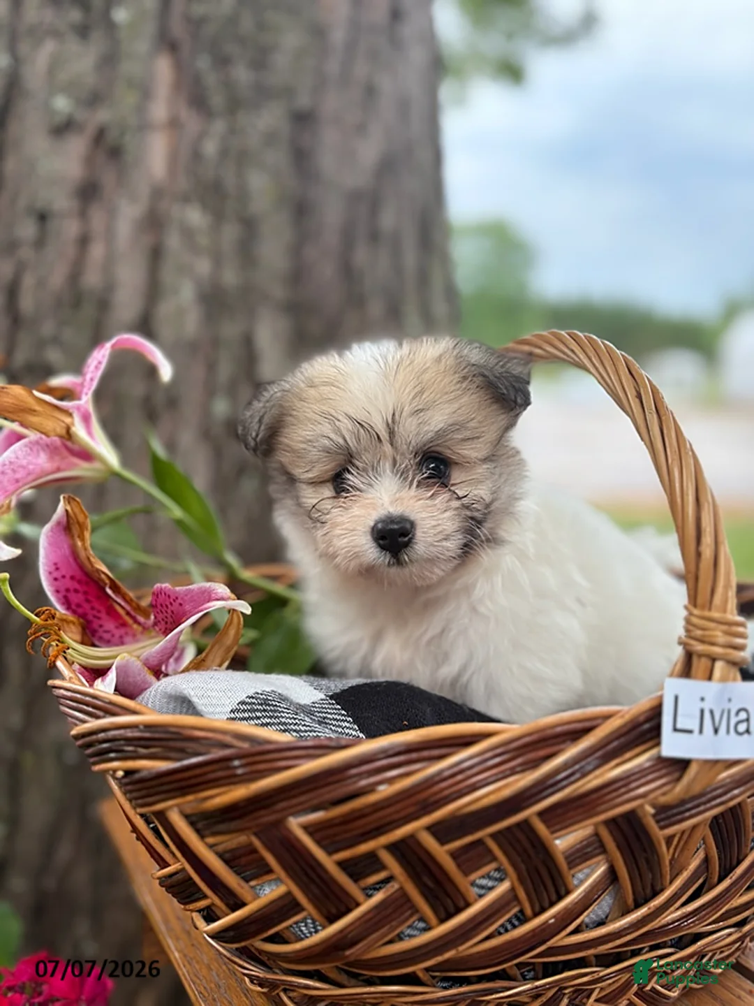 Mixed Breed dogs for sale: Livia - Ad 1