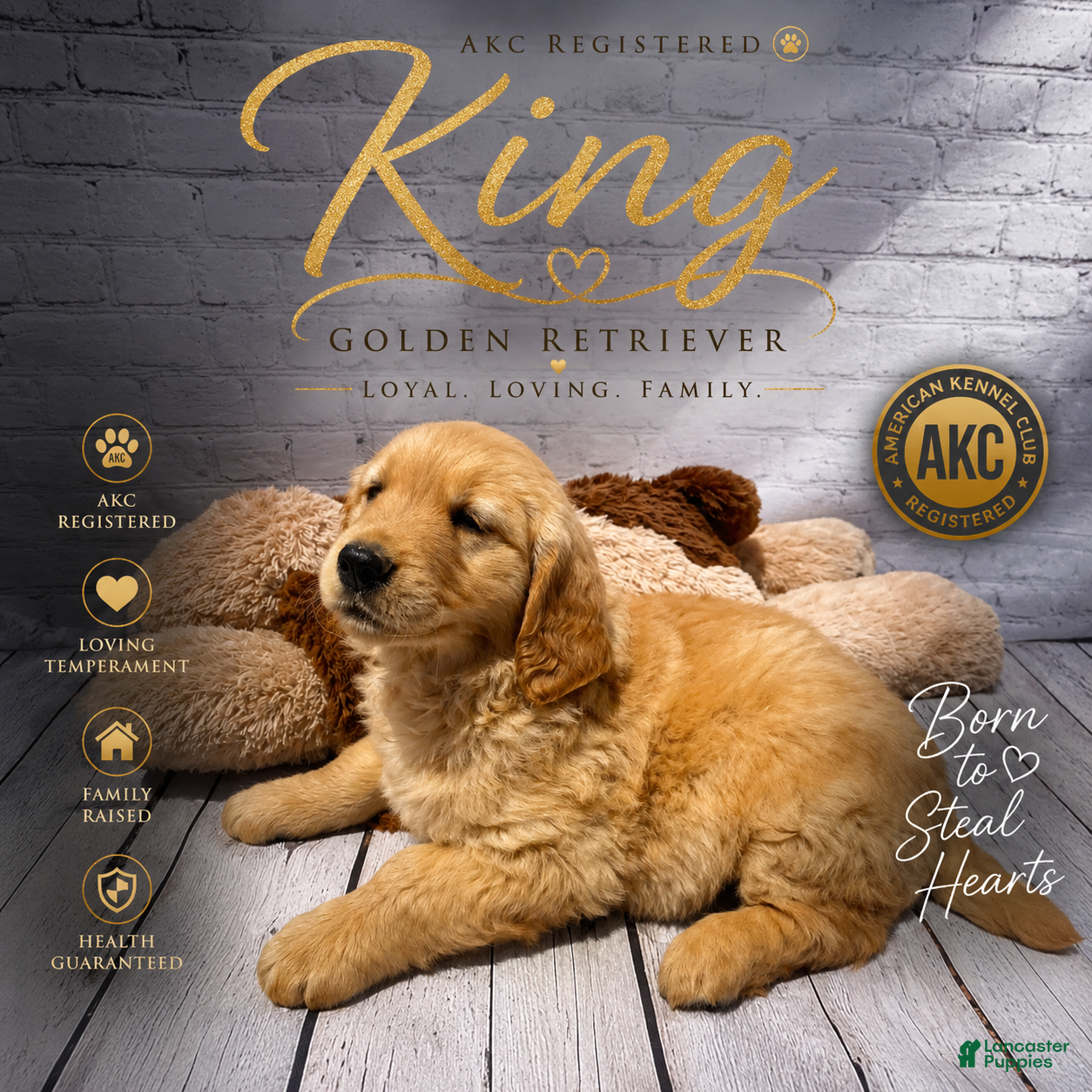 Golden Retriever dogs King - Ad 1