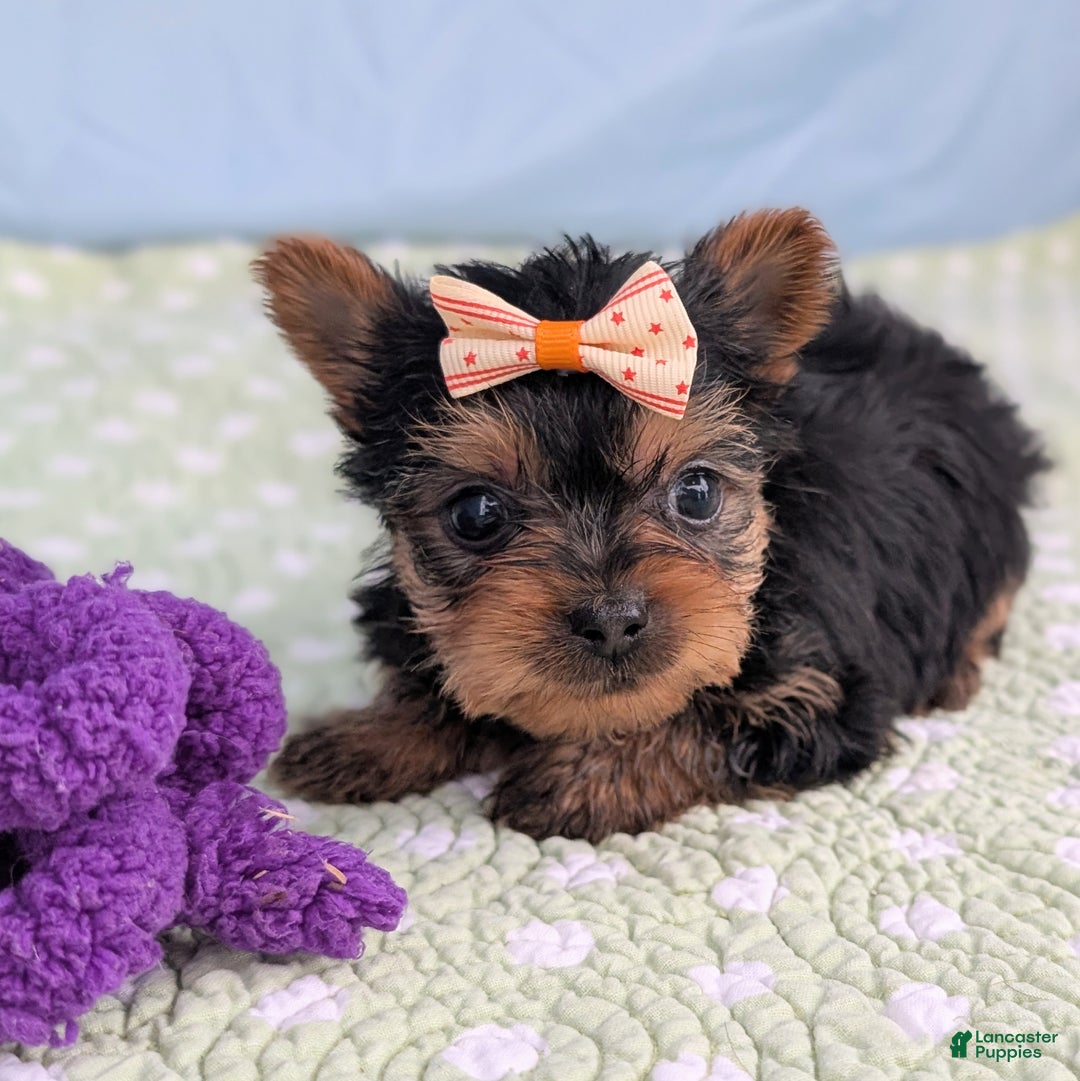Yorkshire Terrier dogs for sale: Shortbread - Ad 5