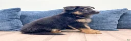 German Shepherd dogs for sale: Manny - Ad 5