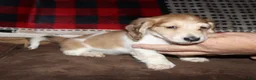 Miniature Dachshund dogs for sale: Whyatt - Ad 4
