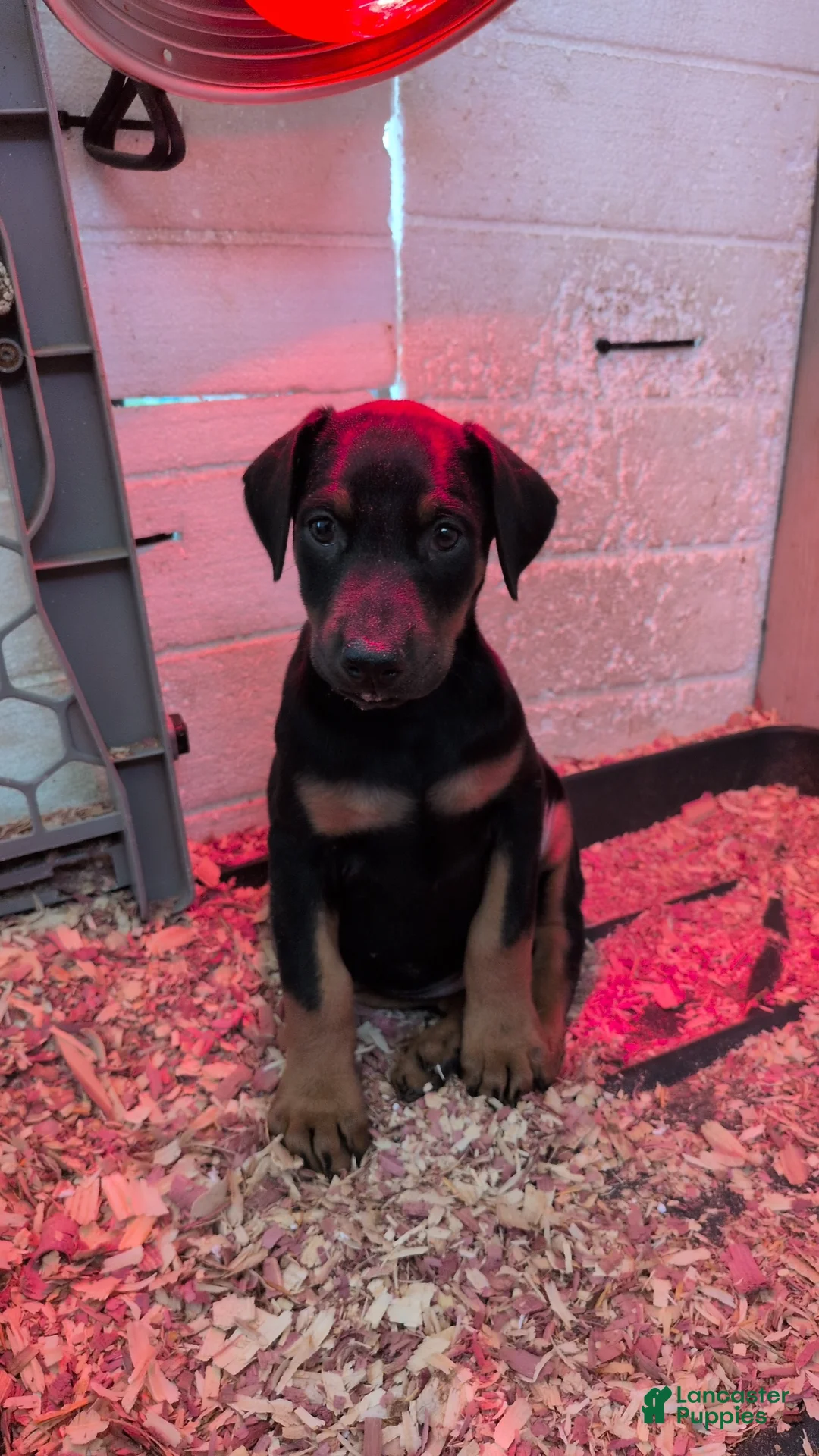 Doberman Pinscher dogs for sale: Doberman Pinscher Puppy 1 - Ad 2