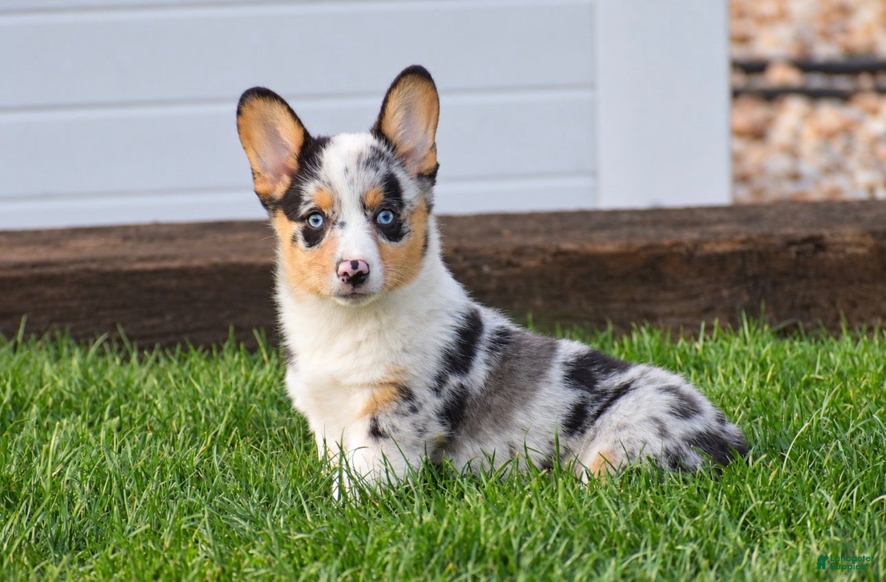 Welsh Corgi Pembroke dogs for sale: Tiffany - Ad 1