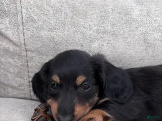 Miniature Dachshund dogs Cricket - Ad 6