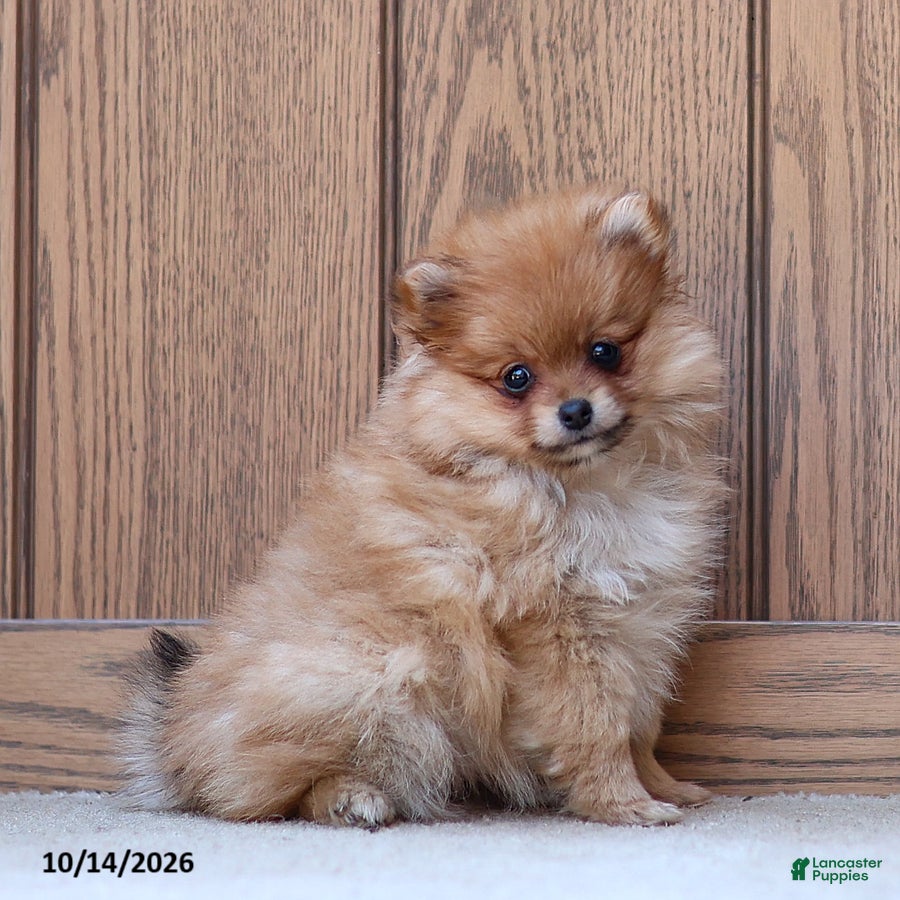 Pomeranian dogs Theresa - Ad 2