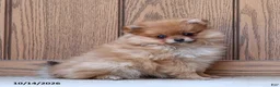 Pomeranian dogs for sale: Theresa - Ad 2