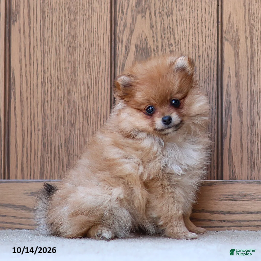Pomeranian dogs for sale: Theresa - Ad 2