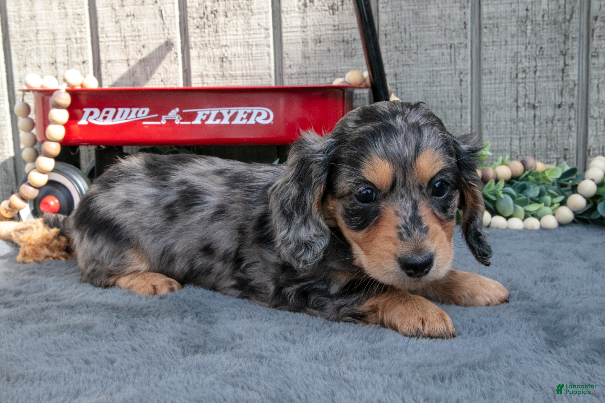 Miniature Dachshund dogs Selena - Ad 2