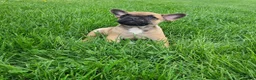 French Bulldog dogs for sale: Spike - Ad 3