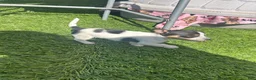 Chihuahua dogs for sale: Chihuahua Puppy 2 - Ad 1