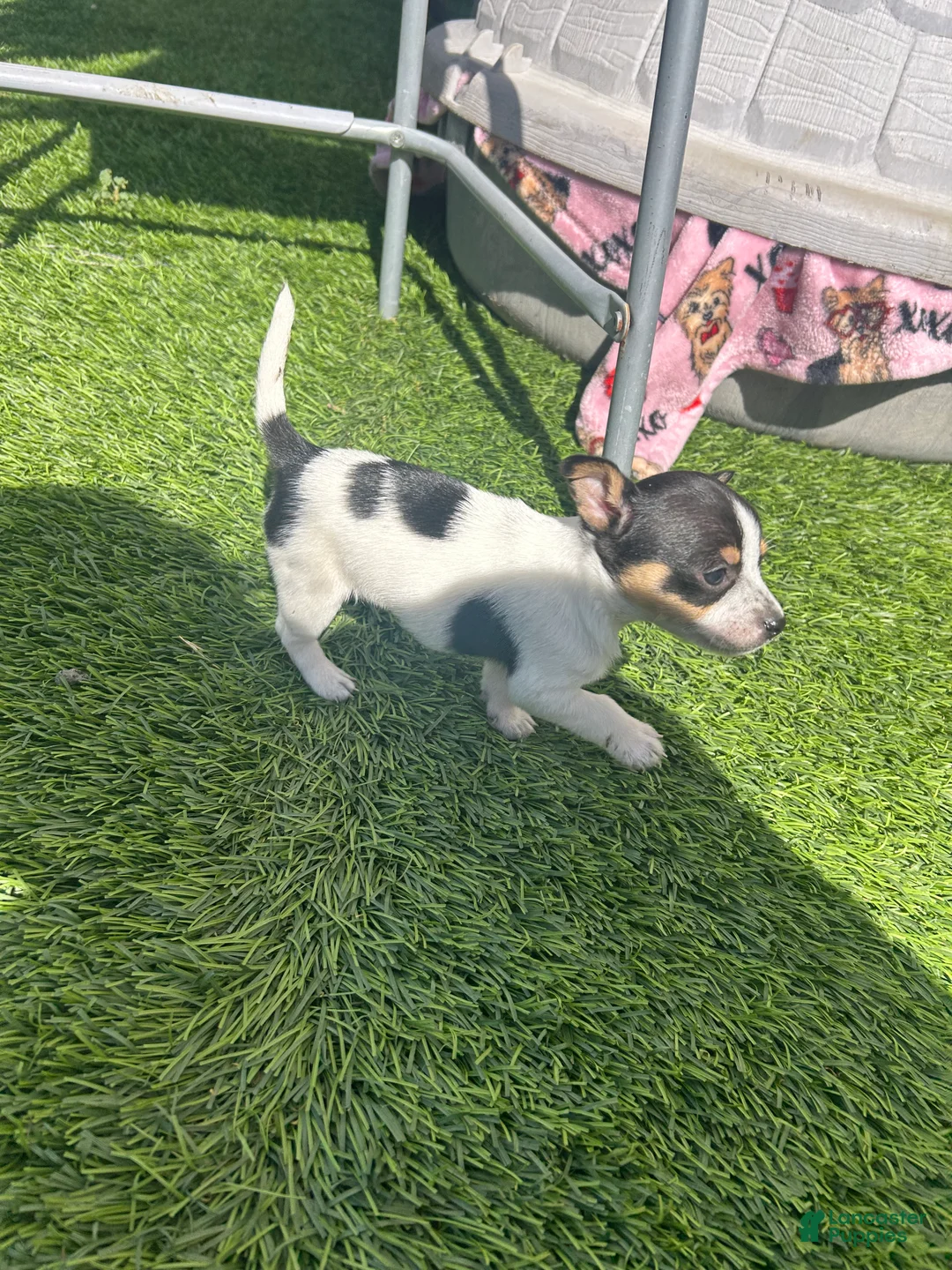Chihuahua dogs for sale: Chihuahua Puppy 2 - Ad 1