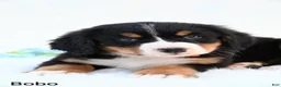 Bernese Mountain Dog dogs for sale: Bobo - Ad 3